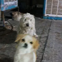 ۲عدد سگ معاوضه