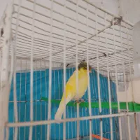 قناری معاوضه با قهوه ساز|پرنده|تربت جام, شهید نصرالهی|دیوار