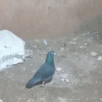 زاغ|پرنده|اسفراین, |دیوار