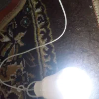 سینه ای درجه یک ماده ۲۰۰ و توقی سرحال دوری ۳۰۰|پرنده|شوشتر, |دیوار