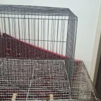 قفس و توری مرغی|لوازم جانبی حیوانات|تهران, شهرک شهید رجایی (کوی نوبنیاد)|دیوار