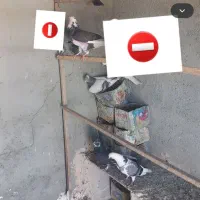 شازده سبز ابلغ غریبگیری تیرماه