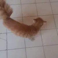 گربه حرف گوش کن و تمیز و با ادب|گربه|تهران, افسریه شمالی|دیوار