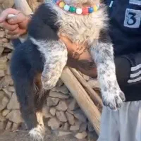 توله سگ قدرجونی