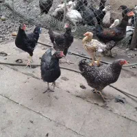 فروش مرغ تخمگذار و نیمچه خروس