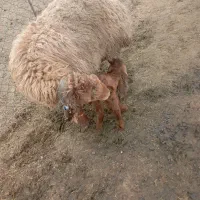 ۵۲۰۰۰۰۰
