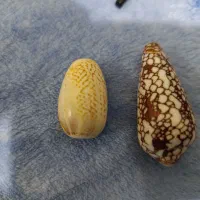 انواع صدف اکواریوم|ماهی|پاکدشت, پاکدشت (مامازند)|دیوار