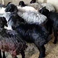 گوسفند میش 11عدد با بره و یک قوچ درجه یک|حیوانات مزرعه|ششده و قره بلاغ, |دیوار