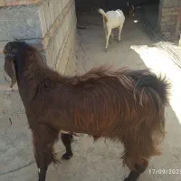 گوسفندفروشی