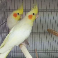 جفت عروس کار داده معاوضه دارم با کوتوله و گیرینچیک