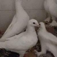 جوجه هومر کله اسبی نوک قنار|پرنده|تبریز, |دیوار