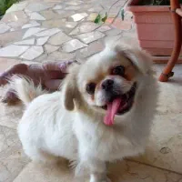 سگ نژاد تیپتان اسپانیل|سگ|تهران, زعفرانیه|دیوار