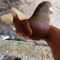 کبوتر رفتنی