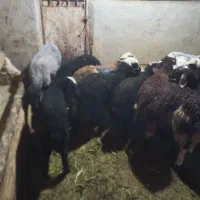 شیشک بره نر