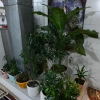 انواع گل و گلدان های خالی|گل و گیاه طبیعی|اراک, |دیوار