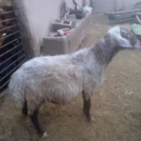 قوچ بفروش میرسد