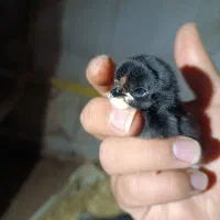 فروش تخم نطفه دار مرغ عربی|حیوانات مزرعه|اهواز, کیان اباد|دیوار