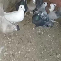 کبوتر شکار