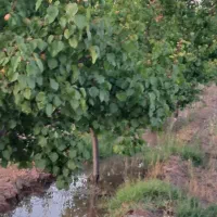 باغ دور فنس و درختان بارده با یک ساعت حق آبه|فروش خانه و ویلا|یامچی, |دیوار