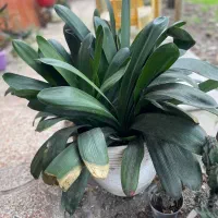 گل وگیاه|گل و گیاه طبیعی|آستانه اشرفیه, |دیوار