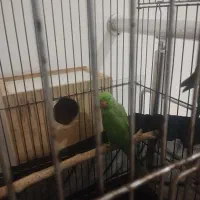 دو جفت ملنگو|پرنده|بندر انزلی, چهارفریضه|دیوار