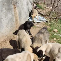 توله سگ نژاد دار