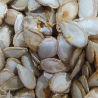 بذر کدو حلوایی تمیز خشک