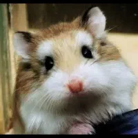 همستر|موش و خرگوش|قوچان, |دیوار