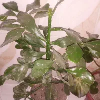 گل کاکتوس|گل و گیاه طبیعی|صحنه, |دیوار