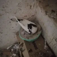 کفتر خال نر|پرنده|مشهد, شهید معقول|دیوار