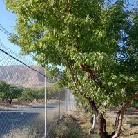 طرح عمان 2 جریبی با فنس