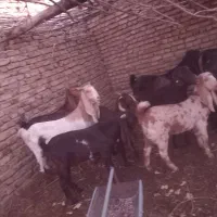 بز گلابی در فیض اباد محولات|حیوانات مزرعه|مه ولات, |دیوار