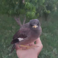 جوجه مینا