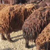 18راس بره ماده|حیوانات مزرعه|باروق, |دیوار