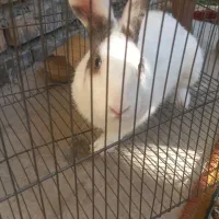 خرگوش ماده|موش و خرگوش|گالیکش, |دیوار