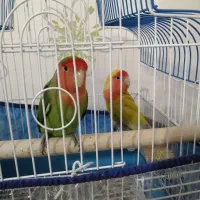 طوطی برزیلی