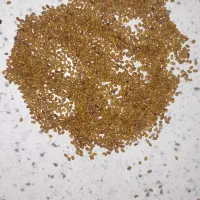 فروش بذر یونجه