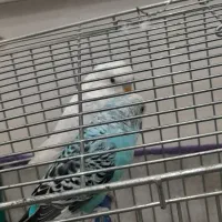 مرغ عشق|پرنده|شاهین دژ, |دیوار