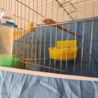 قناری نر و ماده بخون|پرنده|ساوه, |دیوار