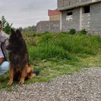 ژرمن شولاین