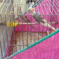 عروس تقویت شده