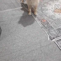 سگ پامر روباهی