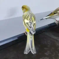 قناری جفت|پرنده|تاکستان, |دیوار