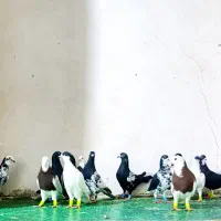 کبوتر نر همه زدخورد