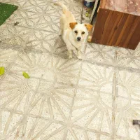 سگ اشپیتز پامر ۱ ساله