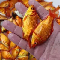 ماهی قرمز وگلفیش عید دونی ۵ ازسایز ۱ بند تا۲/۵بند
