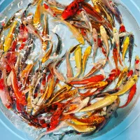 فروش ماهی گلدفیش کوی گرید بالا