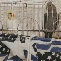 عروس هلندی|پرنده|گلبهار, شهر جدید گلبهار|دیوار