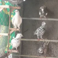 کفتر بوم المانی کرمونی رنگه