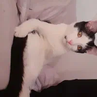 گربه|گربه|قم, باجک سه|دیوار